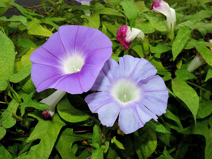 DSCN5981_02