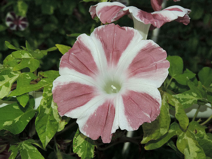 DSCN6018