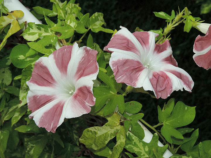 DSCN6019