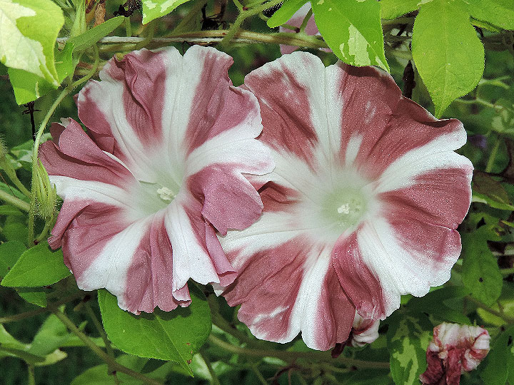 DSCN6022