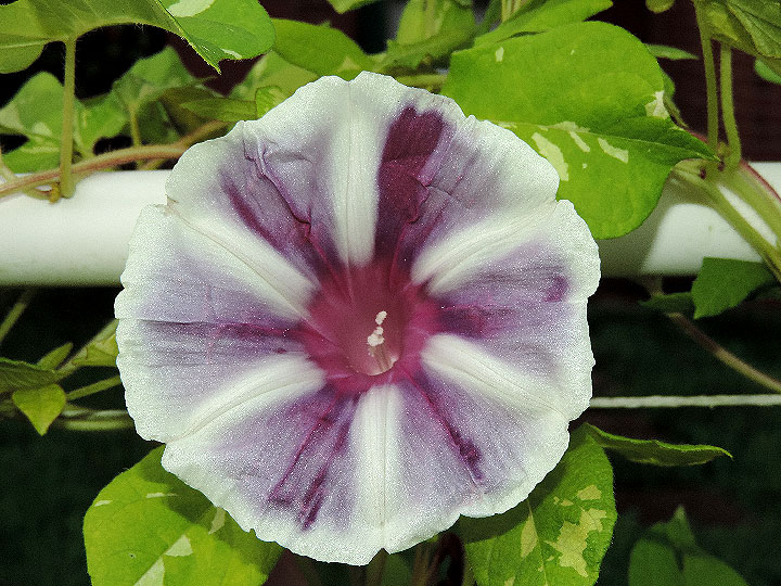 DSCN6031_01