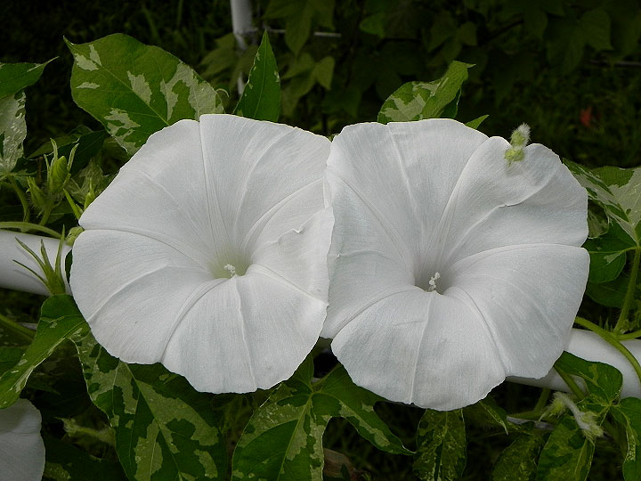DSCN6062_01