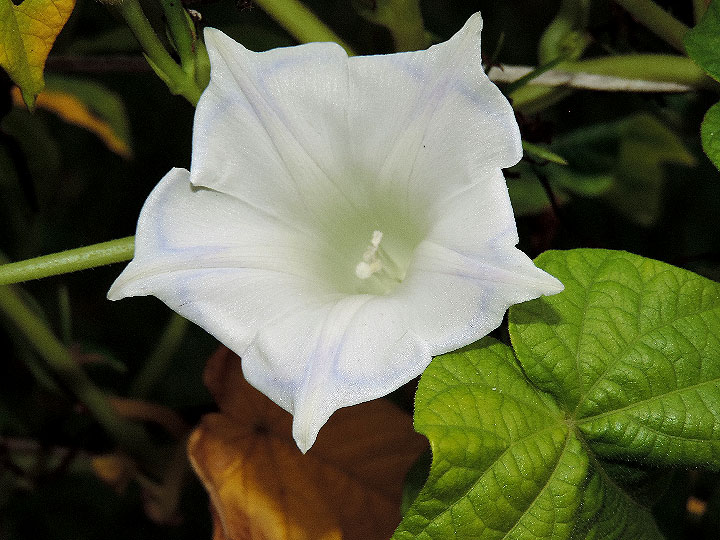 DSCN6069