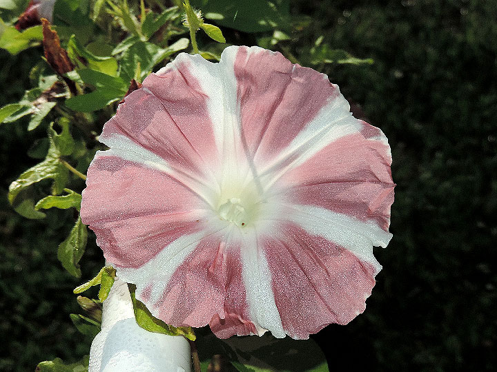 DSCN6137_01
