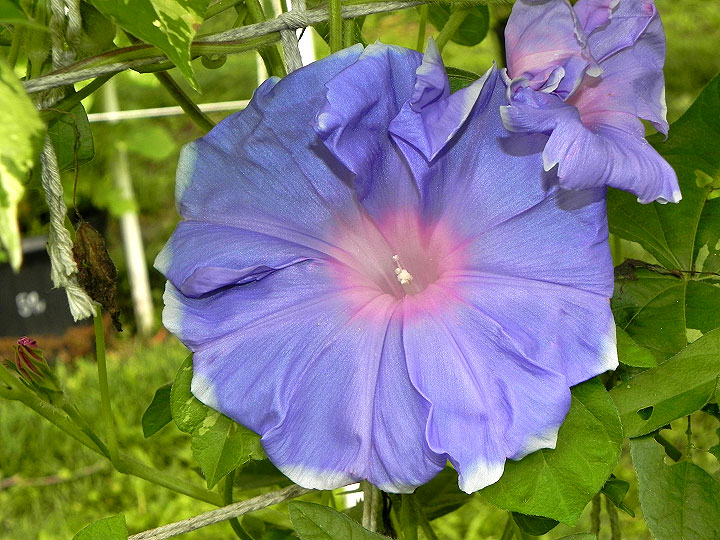 DSCN6145