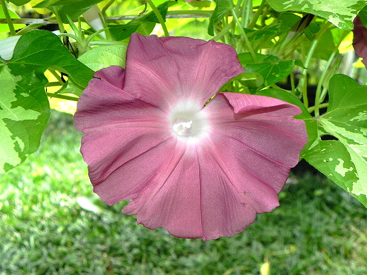 DSCN6152