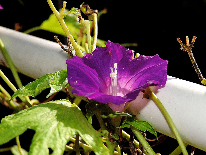 DSCN6160
