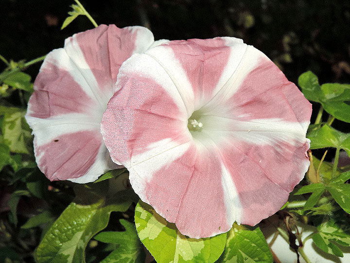 DSCN6289_01