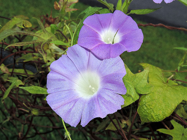DSCN6337_01