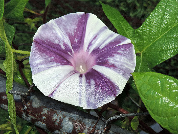 DSCN6340