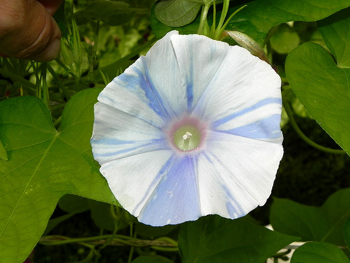 DSCN6392