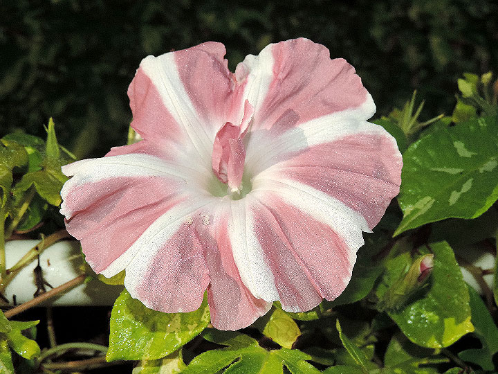 DSCN6440_01