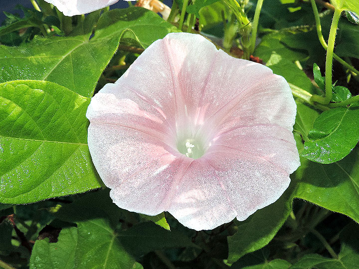 DSCN6504