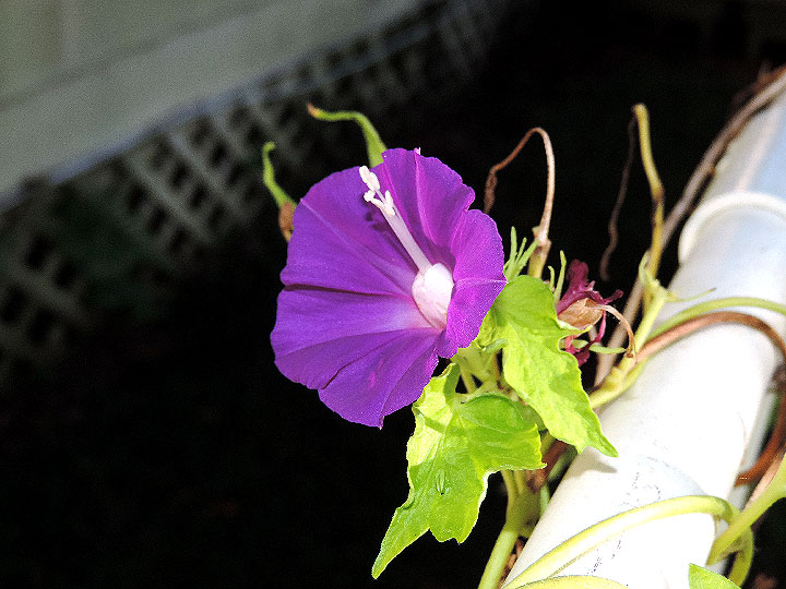 DSCN6544_01