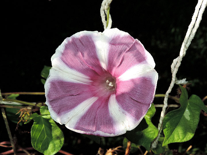 DSCN6568_02