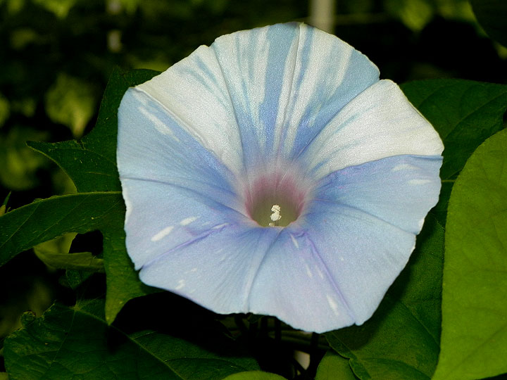 DSCN6631