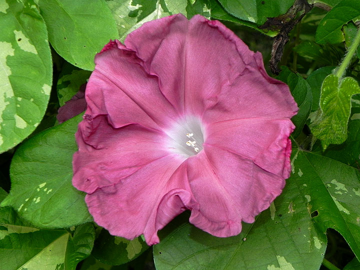 DSCN6637