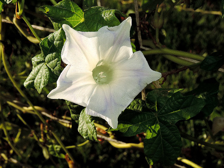 DSCN6639