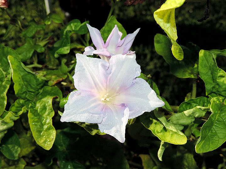 DSCN6675