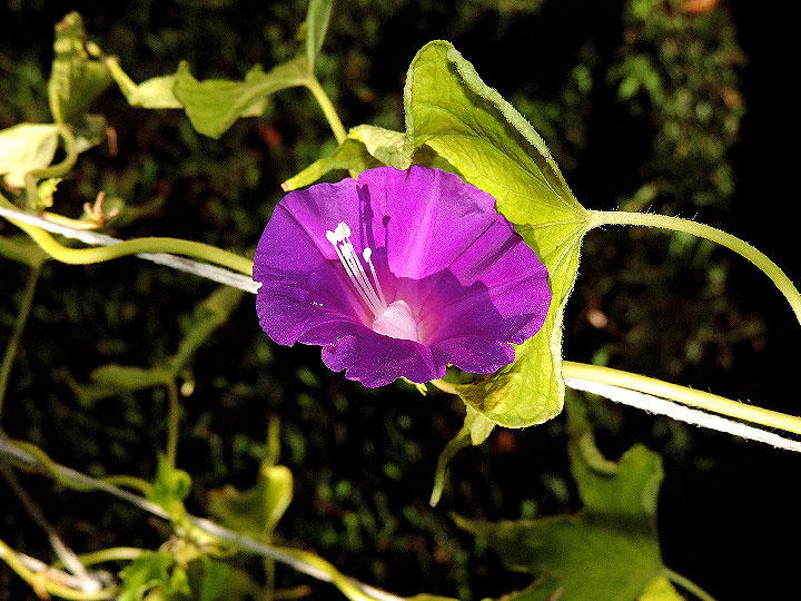 DSCN6695