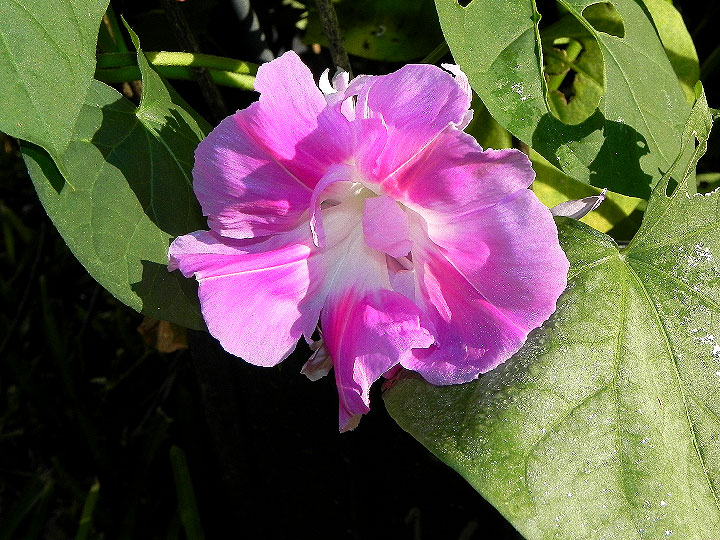 DSCN6722