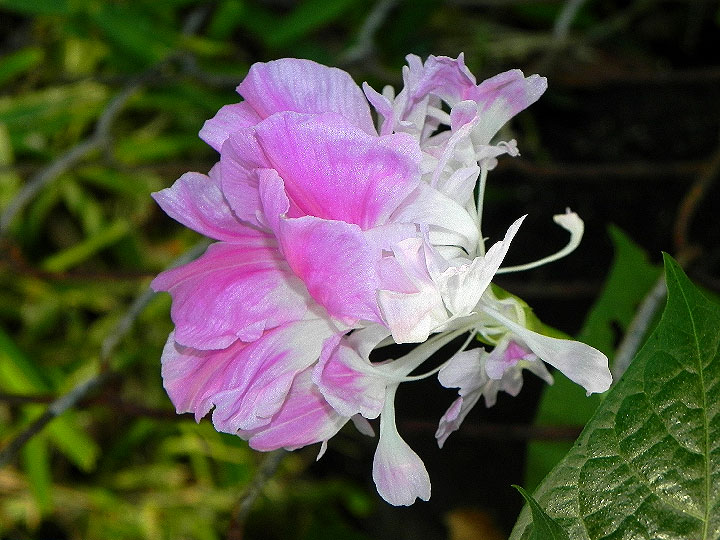 DSCN6780_01