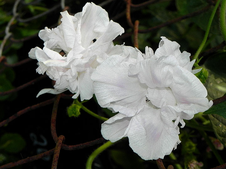 DSCN6782_01