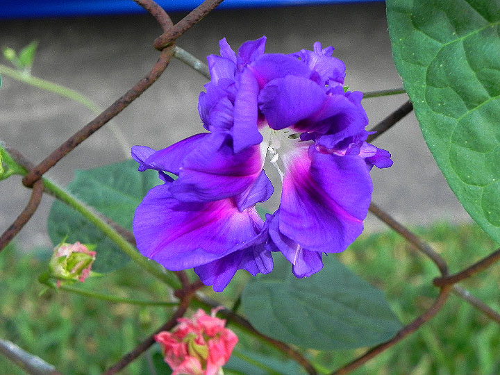 DSCN6809