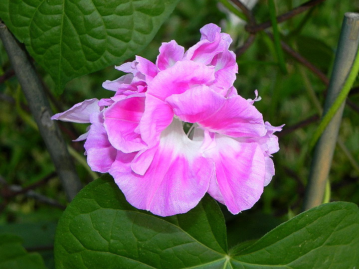 DSCN6811