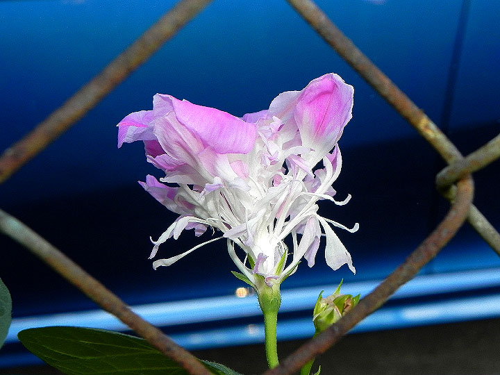 DSCN6830