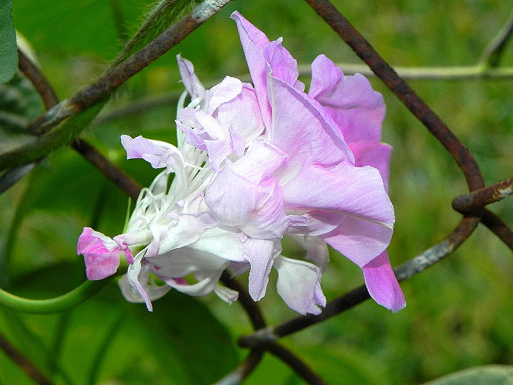 DSCN6861