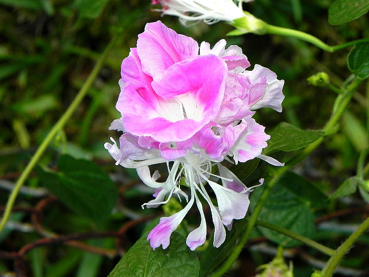 DSCN6862