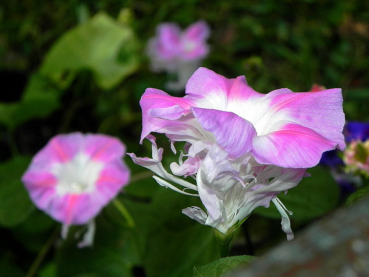 DSCN6863