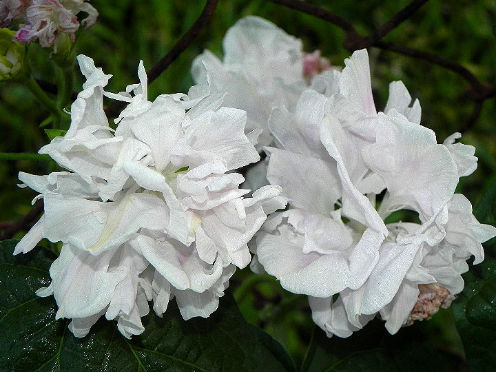 DSCN6865