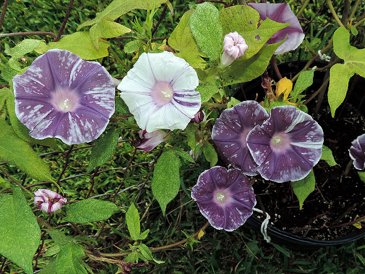 DSCN6892_01