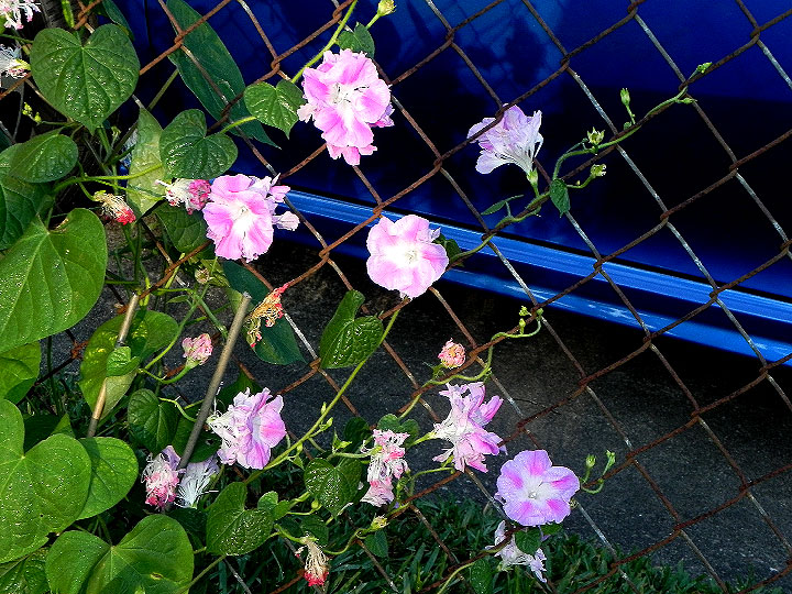DSCN6896