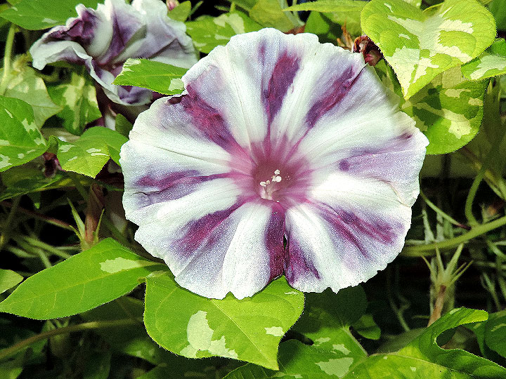 DSCN6922