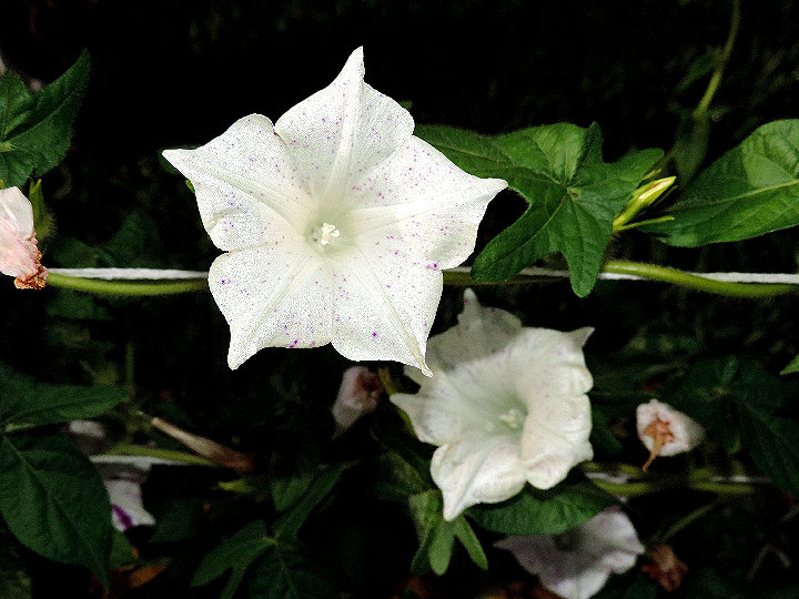 DSCN6934_01