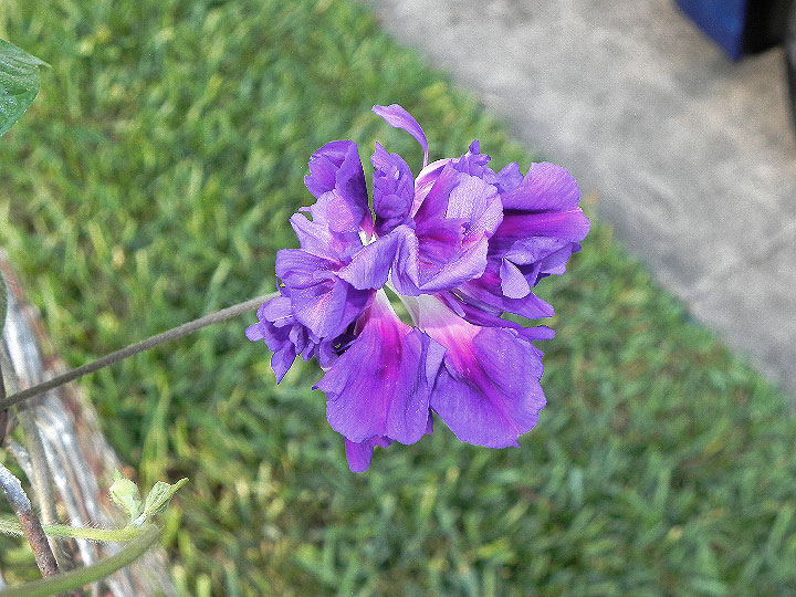 DSCN6935