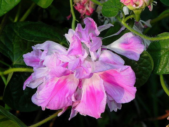 DSCN6940
