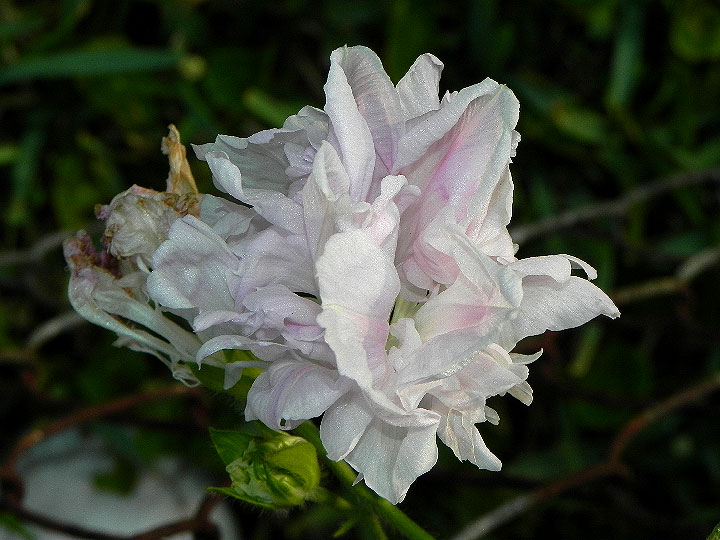 DSCN6942