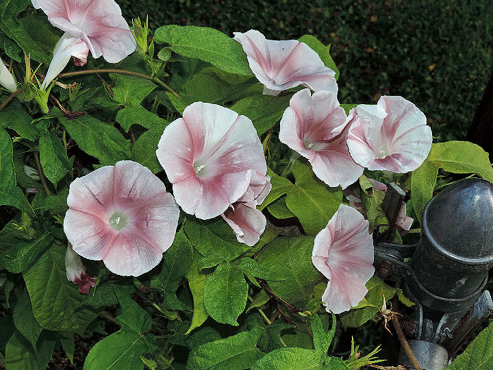 DSCN6962_01