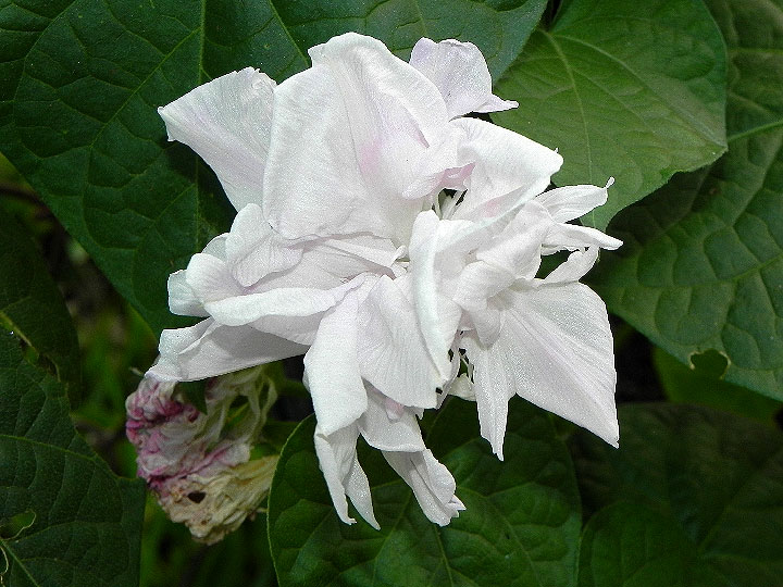 DSCN6974