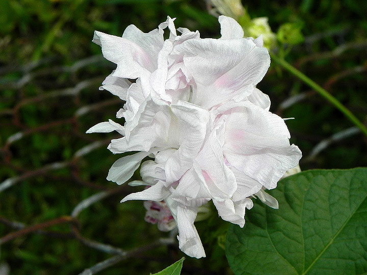 DSCN6976