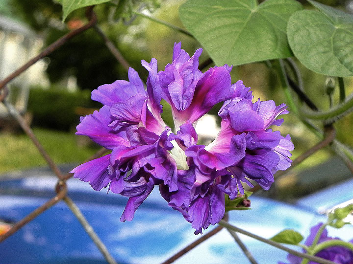 DSCN6997