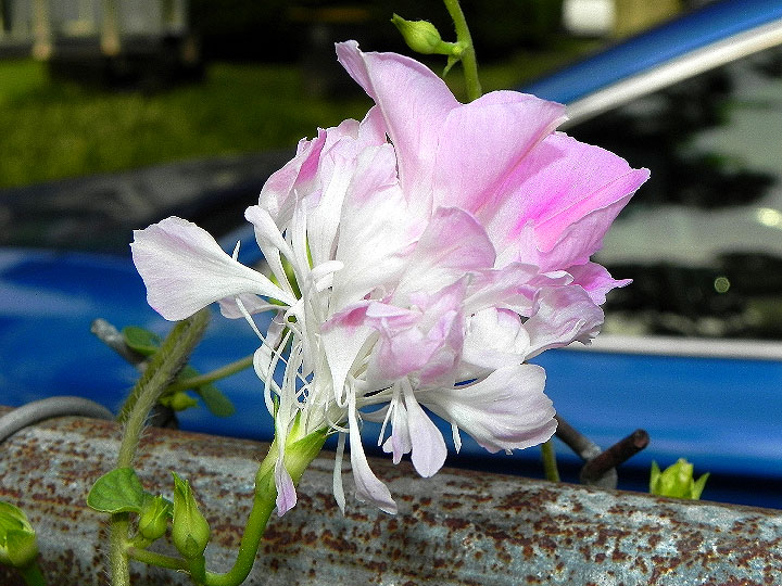DSCN7001
