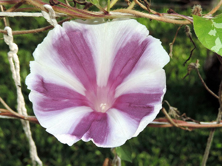 DSCN7017_01