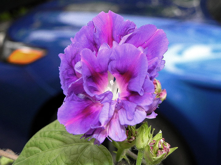 DSCN7071