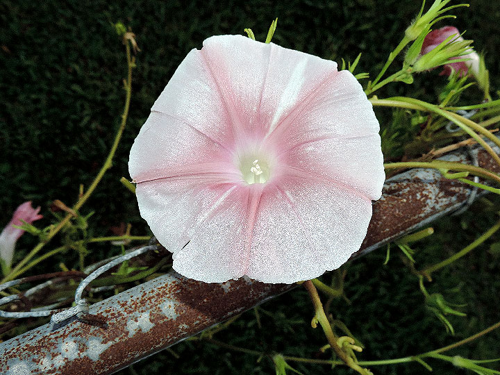 DSCN7090_01