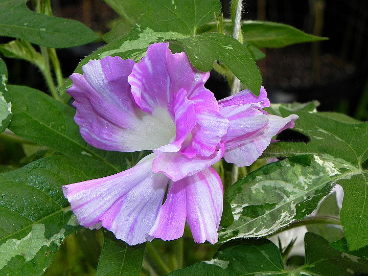 DSCN7097